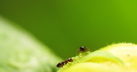 Close up of two black ants on flower, communication together ,4k