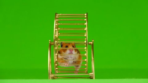 hamster runs in a gold running wheel on a green background