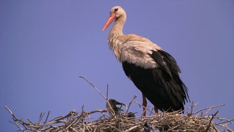 White Stork (Ciconia ciconia) standing and grooming with chicks on nest