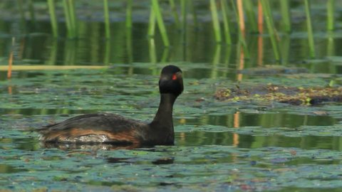 Black necked Grebe swimming in the pond