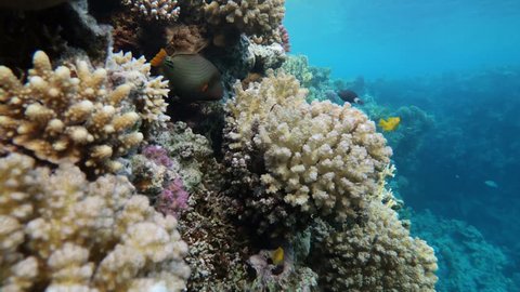 The underwater world of the Red Sea near the coast of Sharm El Sheikh on the Sinai in Egypt. Corals and fish in clear sea water with a tropical climate. Beautiful sea background. Water background