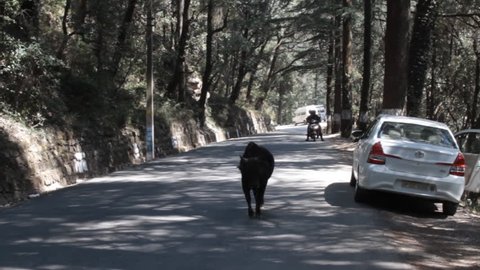 India, Himachal Pradesh - March 14, 2018: Sacred cow on a mountain road