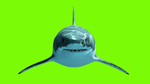 Great White Shark Megalodon on a green background. Two seamless looped 3d animations. 4K