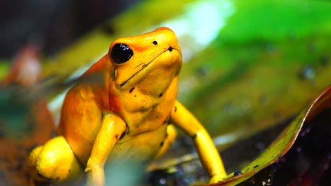 Golden Poison Dart Frog, Reptile From Colombia, 4K Wildlife.