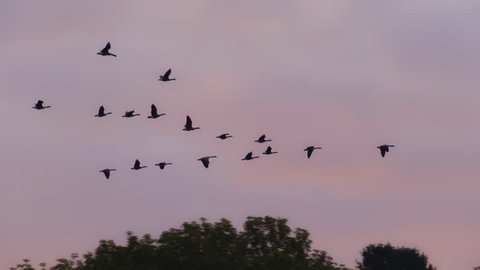 Flock of Canada geese flying in formation through beautiful sunset and clouds