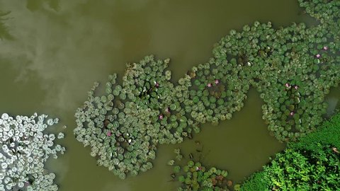 Drone zoom in on Regia Victories in pond. Video recorded in Espírito Santo - Southeast of Brazil. Atlantic Forest Biome.