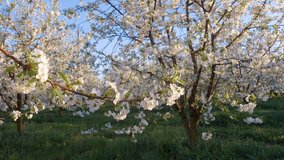 Gorgeous cherry blossom in sunlight against blue sky. Concept of the ecology of organic products. Scenic footage of trees in picturesque garden. Beauty of earth. Ukraine, Europe. Shooting in 4K video.