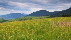 Splendid view of a flowering meadow. Location Carpathian national park, Ukraine, Europe. Scenic footage of beautiful nature landscape. Discover the beauty of earth. Shooting in full HD 1080p video. 