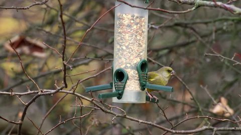 hungry greenfinch and big tit arguing about food at bird feeder