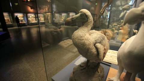 Berlin/Germany-2018: The last Dodo-stuffed Dodo behind glass at Berlin natural history museum, Berlin