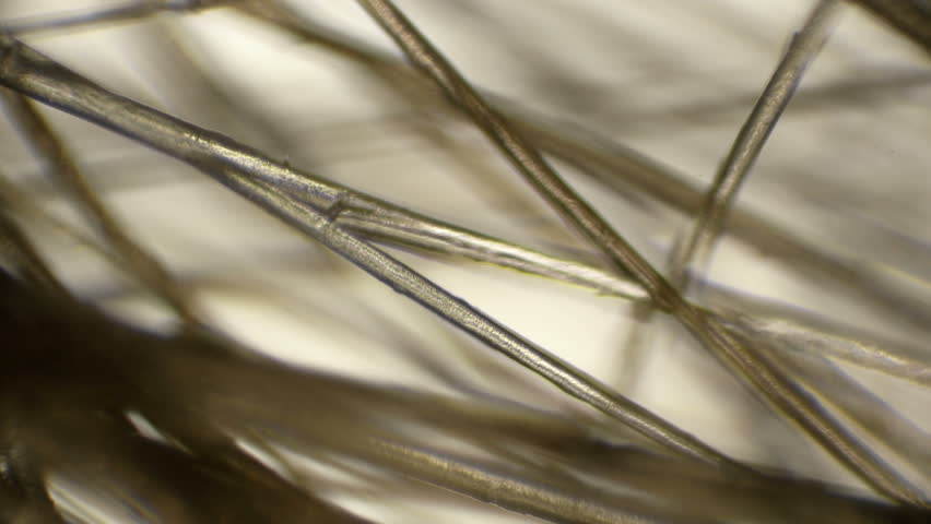 human hair through a microscope