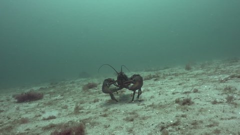 Atlantic Claw Lobster