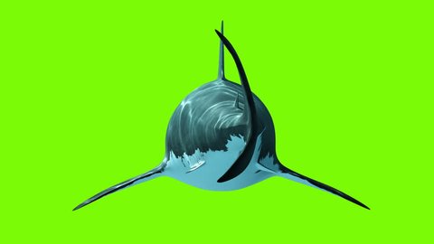 Great White Shark on a green background. Back View, Two seamless looped 3d animations. 4K