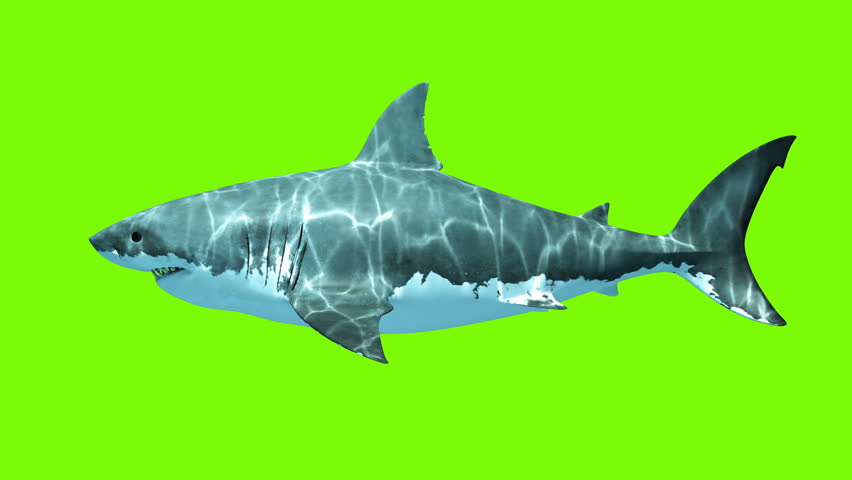 Great White Shark Megalodon on a green background. Two seamless looped 3d animations. 4K