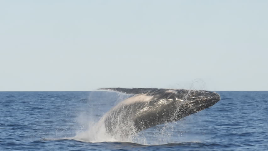 slow motion shot of a humpback whale breaching with back to the camera at merimbula in new south wales, australia- originally recorded at 180p Royalty-Free Stock Footage #1020171679