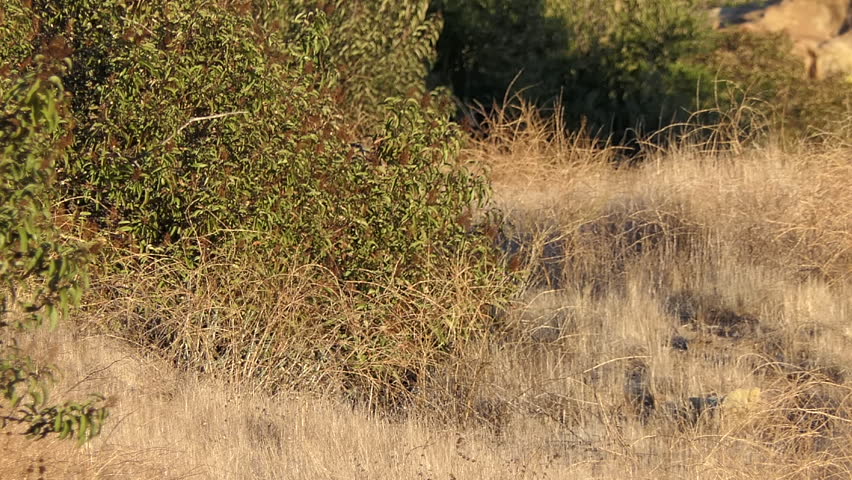 Two wild Coyotes emerge from brush.  Shot taken at Santa Susana Pass State Historic Park in Los Angeles, California. 