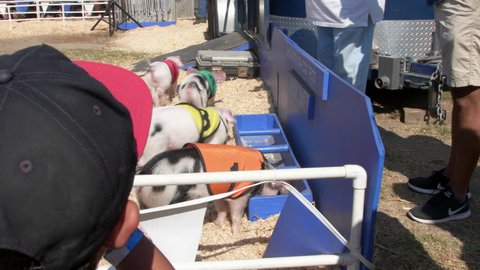 Ventura, California / United States - 08 08 2018: Hungry piglets at the All-Alaskan Racing Pigs event at the Ventura County Fair.
