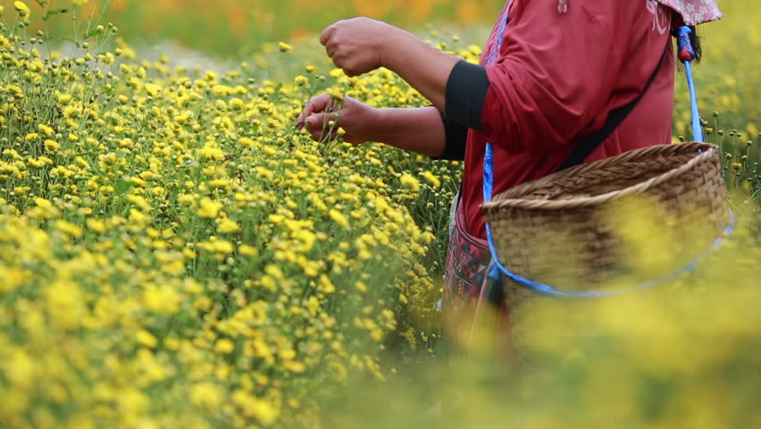 Farmer pick yellow flower Chrysanthemum or Dendranthema indicum L. in the farmland at Chiang Mai Thailand. Royalty-Free Stock Footage #1020184264