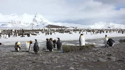 King penguins on the beach of Salisbury Plain on South Georgia in Antarctica