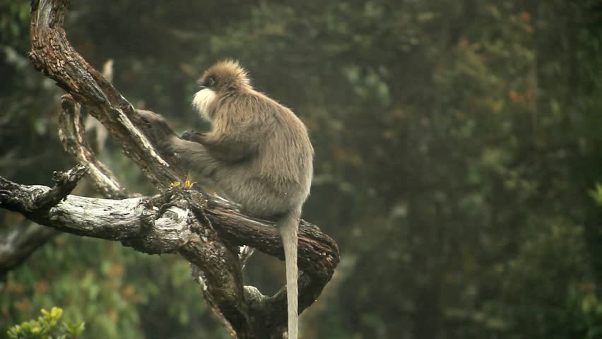 Purplefaced Langur (semnopithecus Vetulus), Endemic Stock Footage