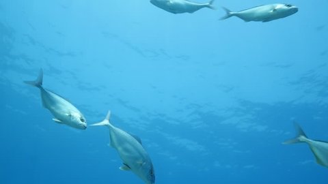 jackfish underwater jack fish swim slow motion