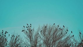 flock of birds crows lifestyle blue sky autumn taking off from a tree. a flock of crows black bird dry tree . Birds ravens in the sky. a flock of crows concept