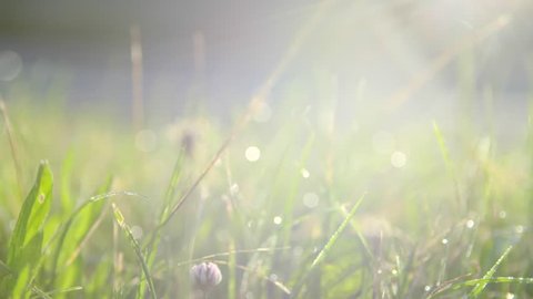 Green grass with drops of dew in slow motion. Beautiful sunrise on a summer meadow . Rural landscape with the blossoming field, lawn in sunbeams.