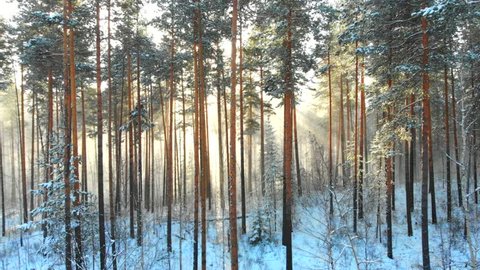 Sunbeam through winter forest, magic snowy trees, christmas and new year concept. Beautiful bright sunshine. Nature resources and travel nature hiking concepts. 