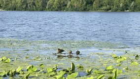 Three ducks on the water in the river overgrown with green plants. HD video