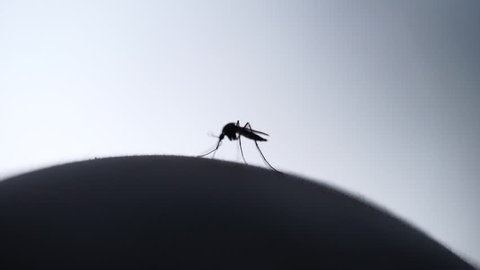 Macro of mosquito (Aedes aegypti) sucking blood close up on the human skin. Mosquito is carrier of Malaria, Encephalitis, Dengue and Zika virus, Silhouette style