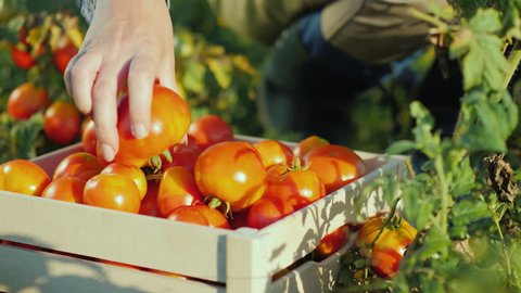 Hands worker put a tomato in a box. Harvesting in the field, organic products