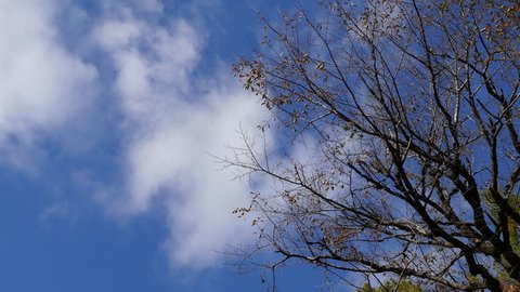 White cloud moving in a blue sky with tree in foreground