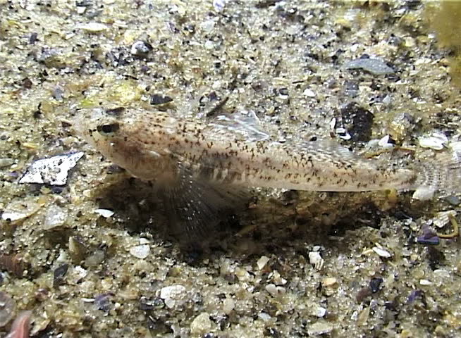 Fish catches sea worms and eats them. Marbled goby Pomatoschistus marmoratus disguised on a sandy seabed. Black Sea, Odessa Bay