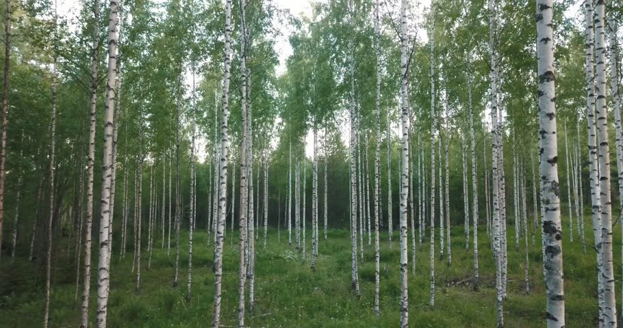 Silver Birch Trees Stock Footage Video 100 Royalty Free Shutterstock