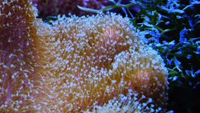 Symbiosis with fish, tentacles of large sea anemone in a marine aquarium, macro photography in an aquarium with tropical reef fish