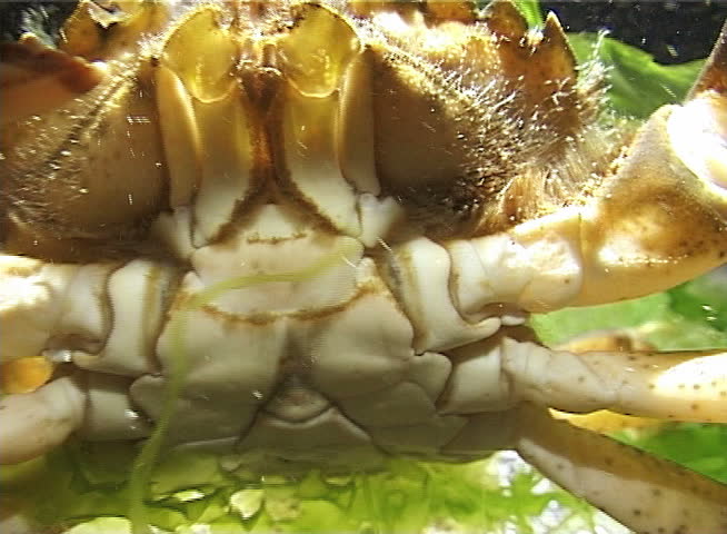 Portrait of a littoral crab (Carcinus maenas) seated on the seabed, Black Sea