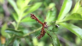 plume moth  slowmotion video