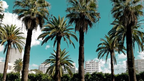 low angle view of palm trees against sky - Pan mode
