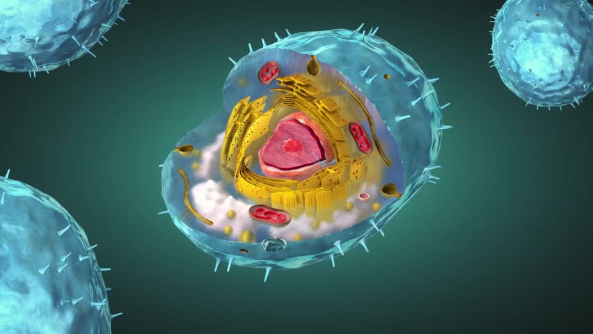 Scientific 3d illustration of the internal structure of a false colored human cell with alpha channel | Shutterstock HD Video #1020223963