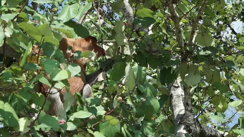 Wild Proboscis Monkey or Big Nose climbing a tree looking for food in the jungle of Borneo.
