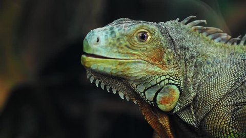 Iguana Close-up portrait of a resting vibrant Lizard