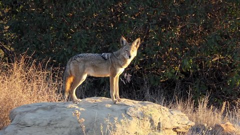 Barking and howling coyote at Santa Susana Pass State Historic Park in Los Angeles, California.