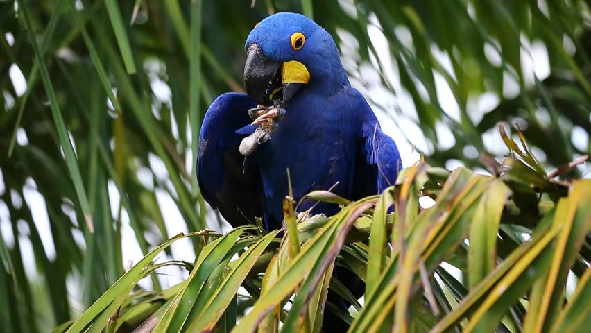 Hyacinth Macaw On A Palm 库存影片视频 100 免版税 Shutterstock