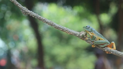 tree frogs walk on twigs