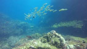 School of Bigeye Snapper fish on a coral reef in the Indian Ocean 