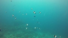 Underwater footage of coral reef and fish in Indian Ocean 