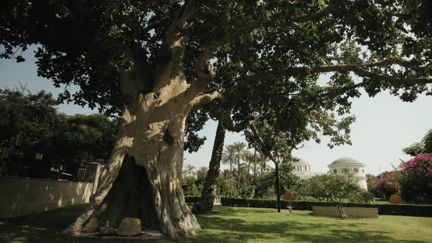 Jericho. Ariha. Palestine. West Bank. Israel. Wide shot, dolly right in the Russian Park with very old tree. Sunny morning. 4K footage