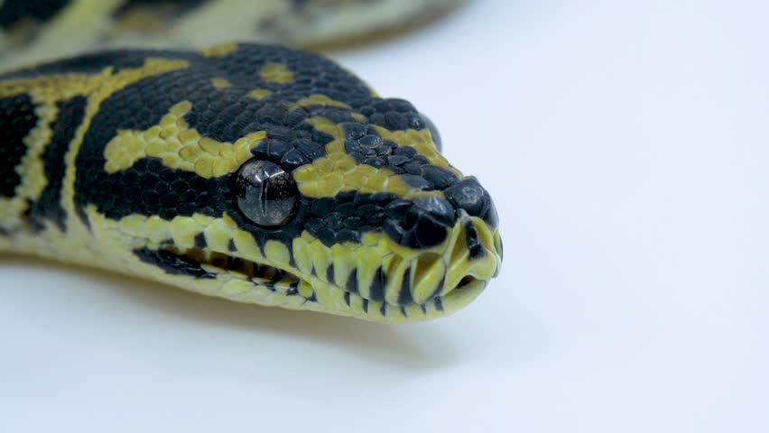 Эмин питон. Питон в клубке. Macros in Python. Detection Blue Eyes Python.