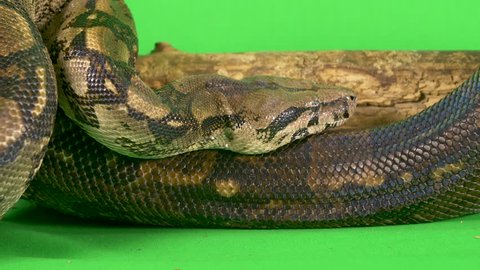 Close-up of a large python snake slithering across a wooden branch on a green screen background