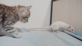little black striped kitten playing hunts a rat mouse. funny rare video little kitty and a rat run on the bed. cat and mouse concept pet lifestyle